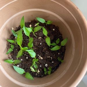 Meet your Posher, Collin